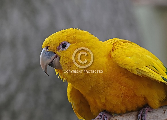 Golden Conure