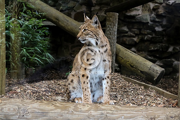 Carpathian Lynx Sitting Forward Facing Left Carpathian Lynx Sitting Forward Facing Left