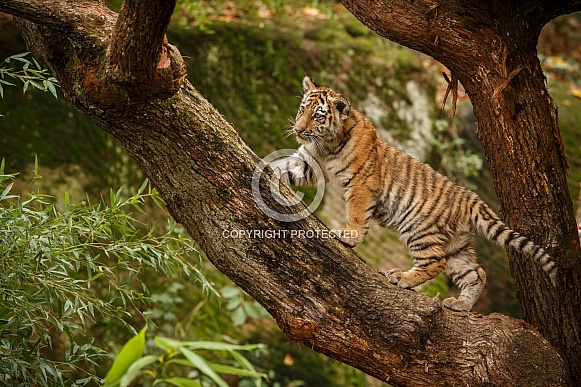 Beautiful tiger in the nature habitat. Tiger pose in amazing light. Wildlife scene with wild animal. Indian wildlife. Indian tiger. Panthera tigris tigris. Beautiful tiger in the nature habitat. Tiger pose in amazing light. Wildlife scene with wild animal. Indian wildlife. Indian tiger. Panthera tigris tigris.