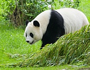 Giant Pandas