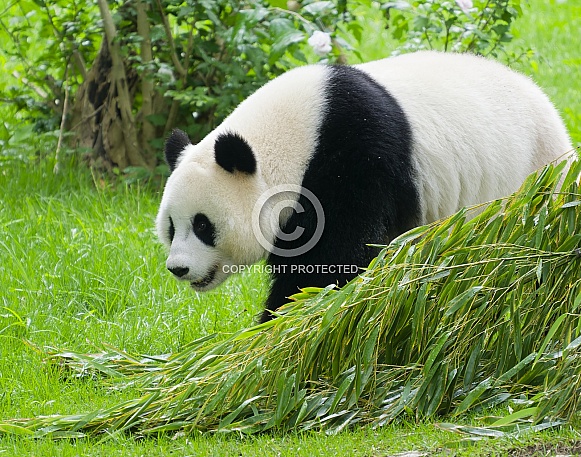 Giant Pandas
