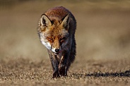 A fox looking for food