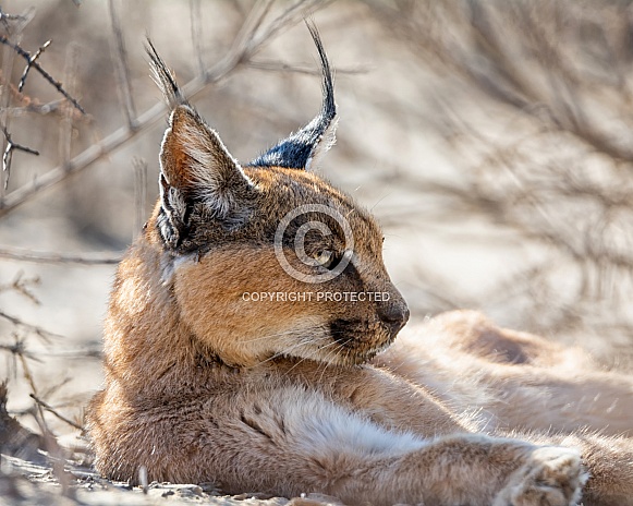 Caracal Caracal