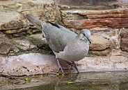 White-tipped Dove