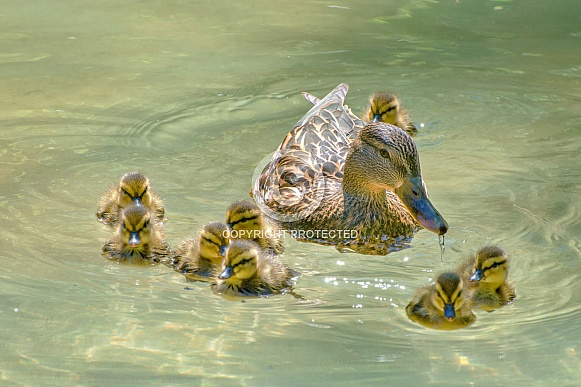 Mallard Mother and Ducklings