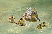 Mallard Mother and Ducklings