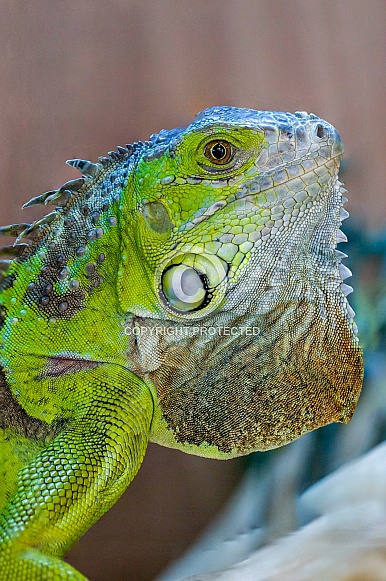 Green Iguana Green Iguana