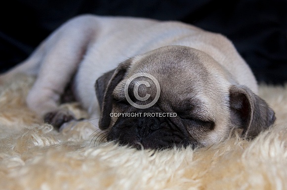 Pug Puppy Pug Puppy
