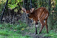 Bongo Antelope Calf Baby Full Body