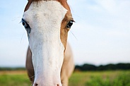 Bald face foal horse