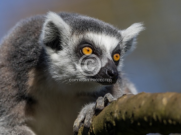 Ring-tailed Lemur