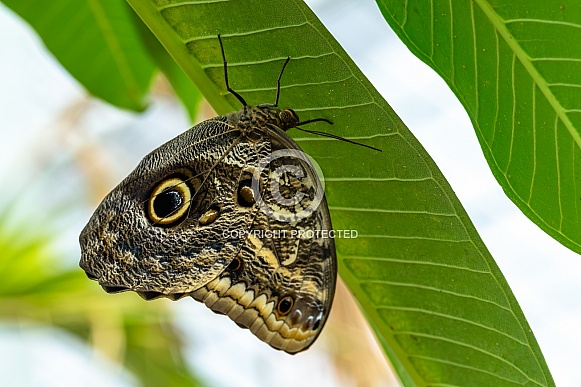Owl butterfly, caligo spec.