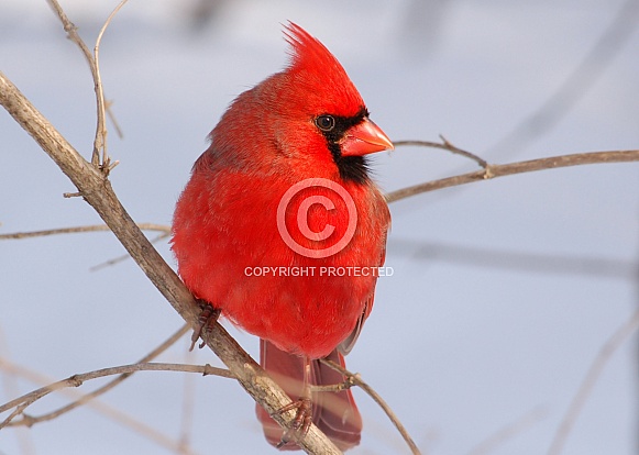 Northern Cardinal Northern Cardinal
