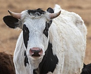 Holstein steer with horns
