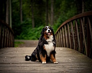 Bernese Mountain Dog at an outdoor photoshoot on a bridge