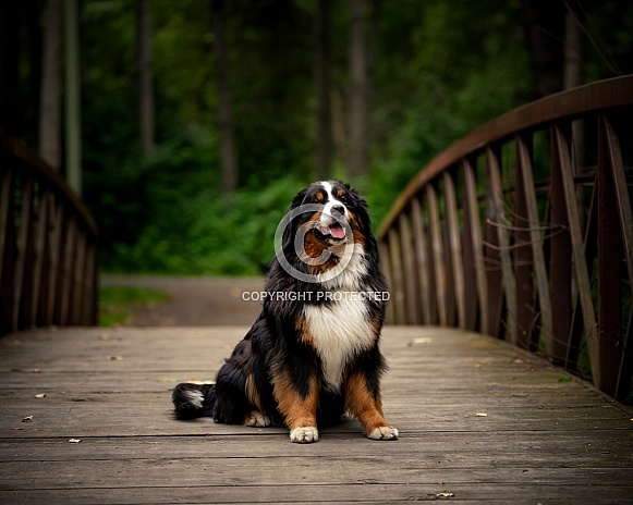 Bernese Mountain Dog at an outdoor photoshoot on a bridge Bernese Mountain Dog at an outdoor photoshoot on a bridge