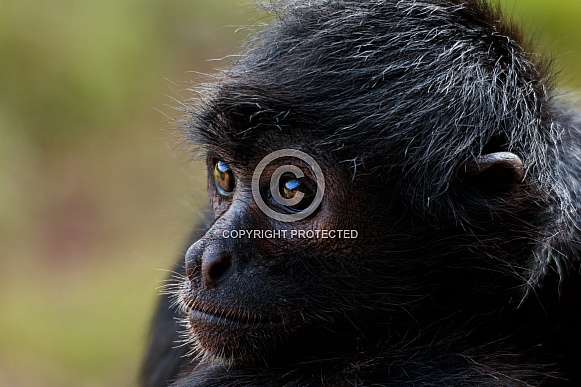 Spider Monkey Looking Left Spider Monkey Looking Left