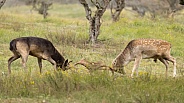 Fallow Deer