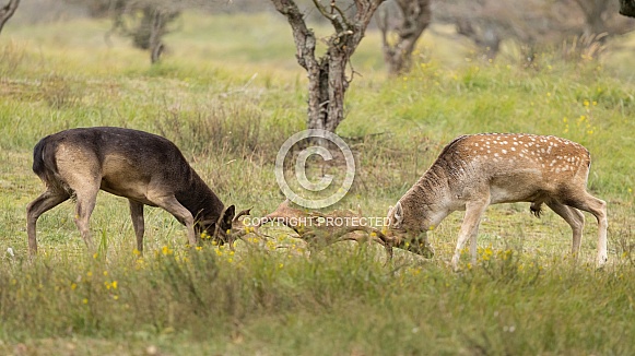 Fallow Deer