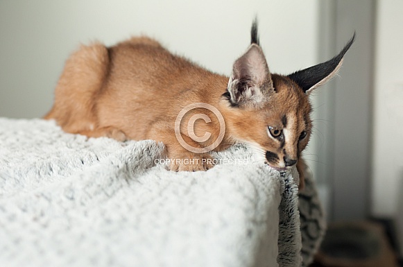 Caracal Cub
