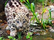 Snow leopard cub at the water