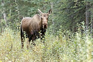 The moose or elk (Alces alces)