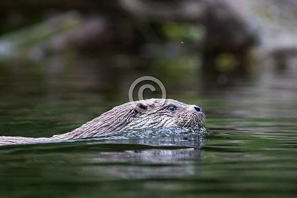 European otter