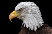 Bald Eagle Close Up Black Background