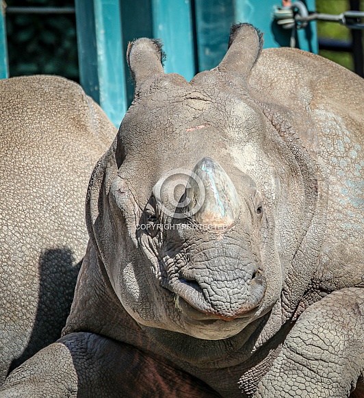 Rhinoceros Rhinoceros