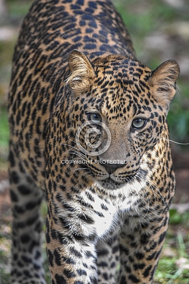 African Leopard Cub