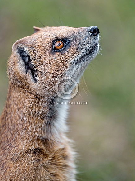 Mongoose Mongoose