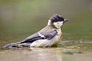 Great tit in the water (parus major)