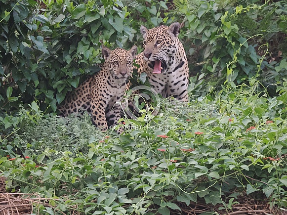 Jaguar and cub Jaguar and cub