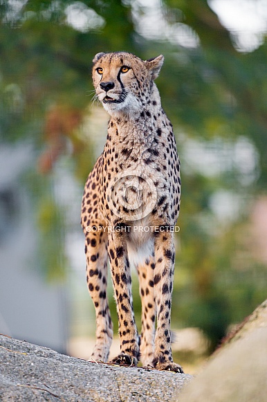 Cheetah