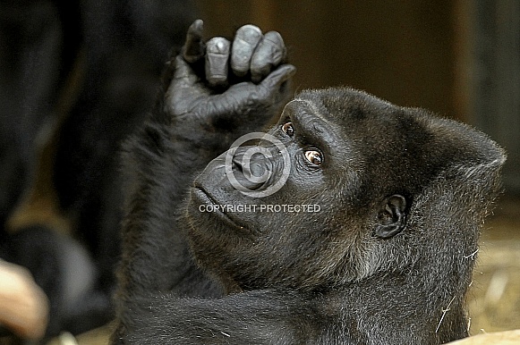 Western Lowland Gorilla Western Lowland Gorilla
