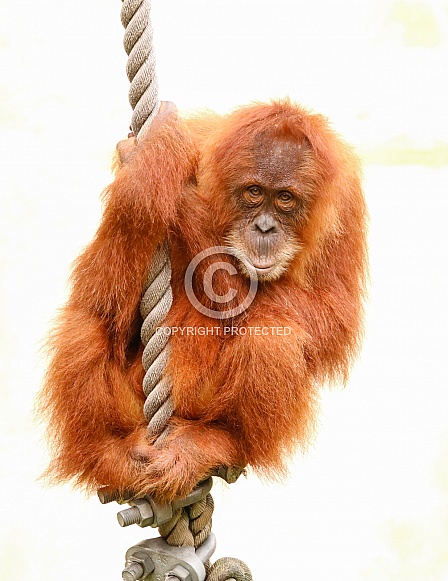 Sumatran Orangutan Sumatran Orangutan