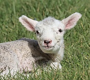 Newborn Lamb