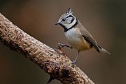 The crested tit or European crested tit (