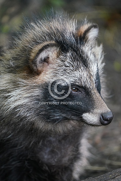 Raccoon Dog Raccoon Dog