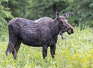 Cow moose grazing in a field