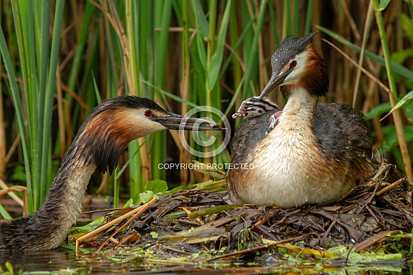 Great Crested Grebe with a young