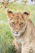African Lion (young)