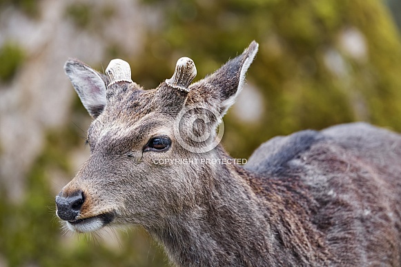Young deer portrait