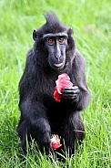 Crested Macaque (Macaca Nigra)