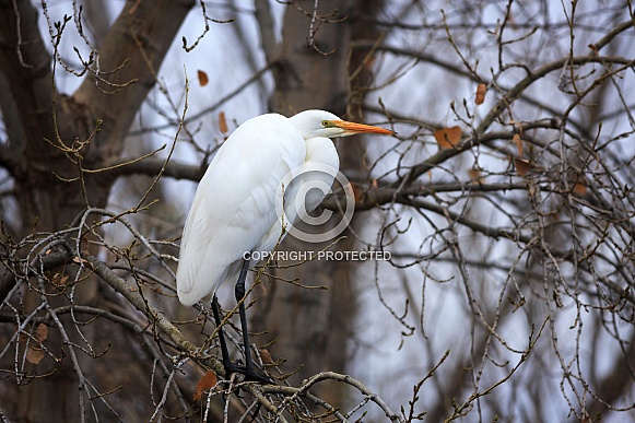 Great Egret