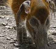 Red River Hog