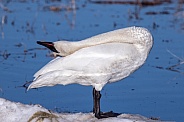 A Trumpeter Swan Yoga Pose