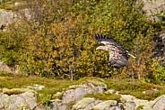 White tailed eagle or European Eagle