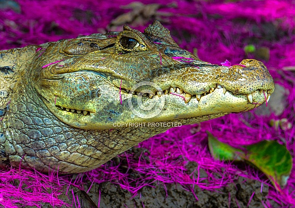 Fuschia Flower Crocodile Portrait, Saltwater Crocodile Fuschia Flower Crocodile Portrait, Saltwater Crocodile