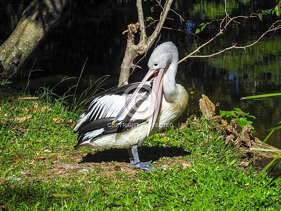 Australian Pelican